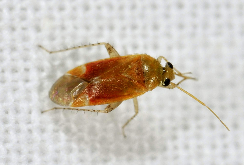 Miridae:   Psallus sp.